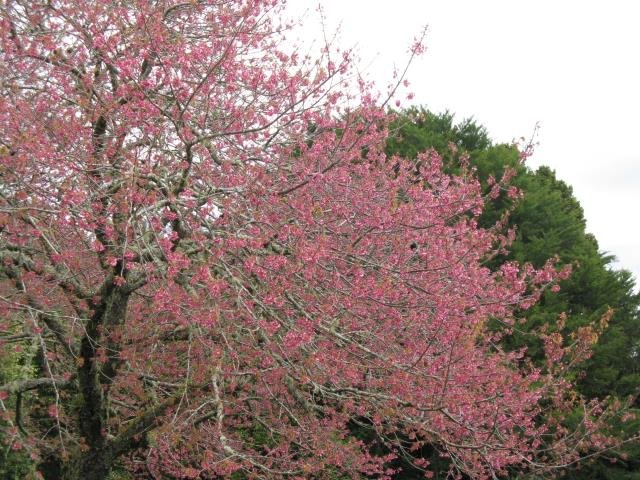 Cherry in bloom Sept. 2017- Cambridge Tree Trust